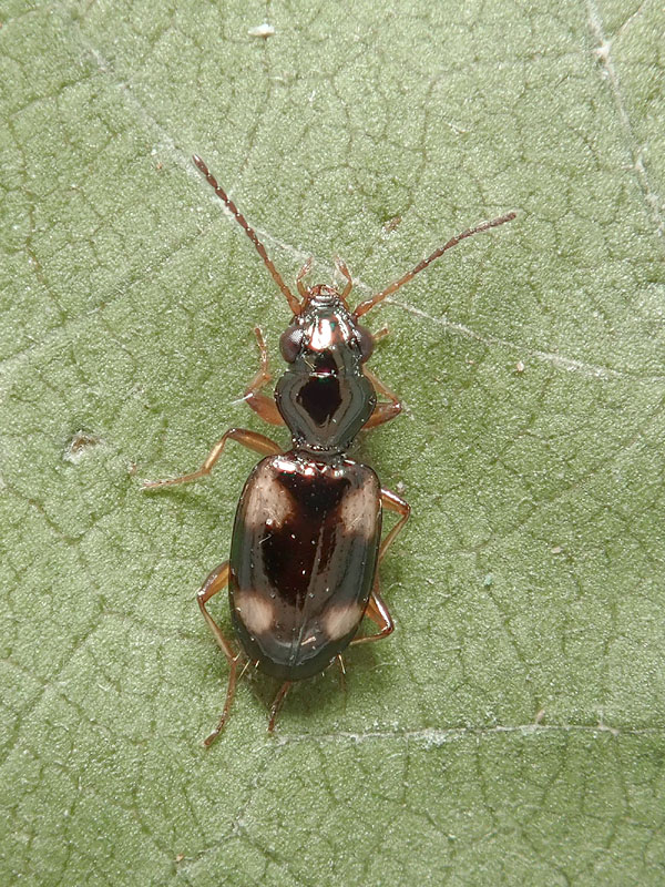 Carabidae: Bembidion quadrimaculatum ?  S !